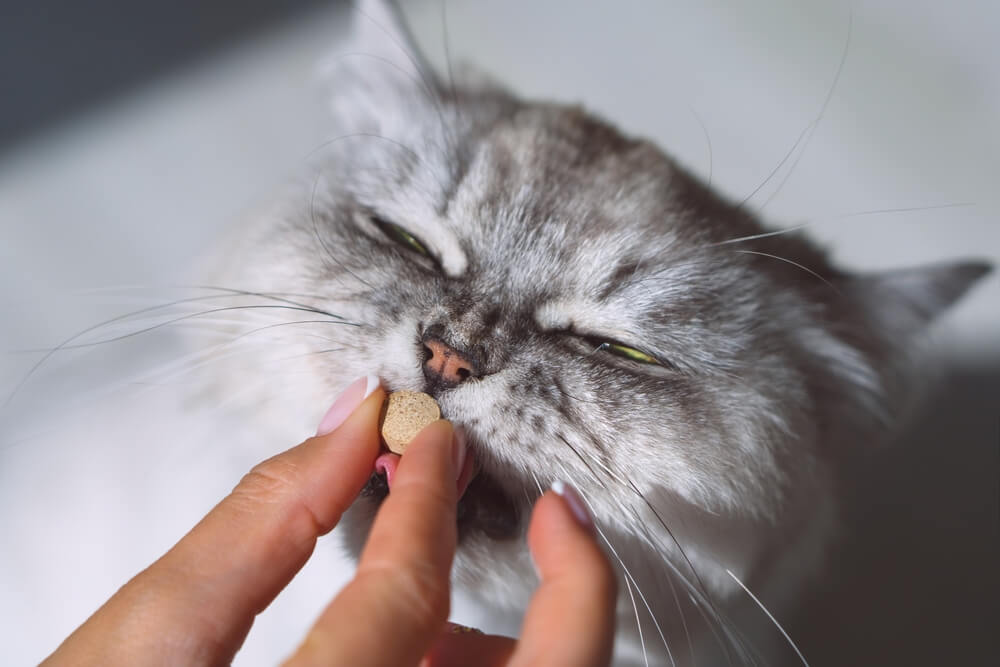Total Vet When Should I Take My Cat to the Vet for Diarrhea