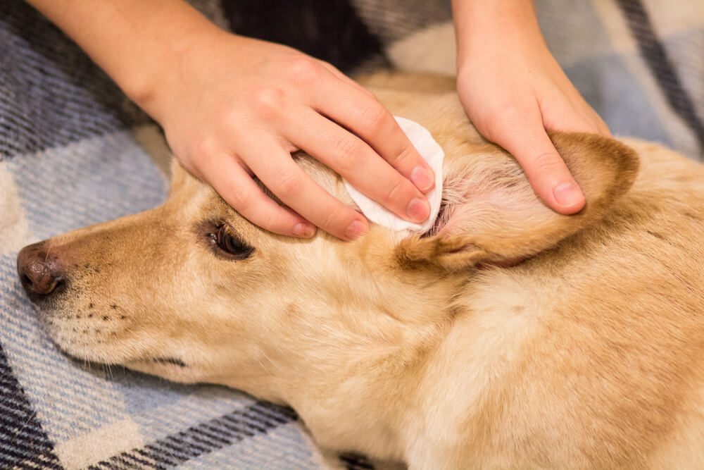 Total Vet When Should I Take My Dog to the Vet for Water in Their Ear
