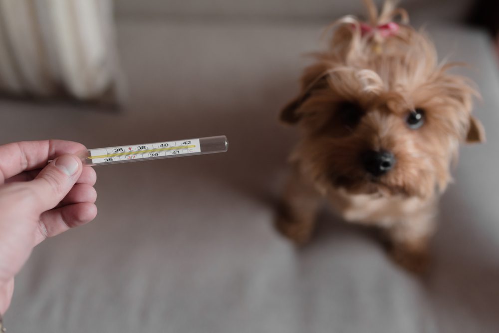 Prf Total Vet When Should You Use an Anti Inflammatory for Dogs