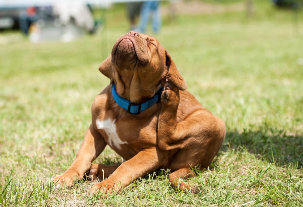 Total Vet When to Use Atopica for Dogs