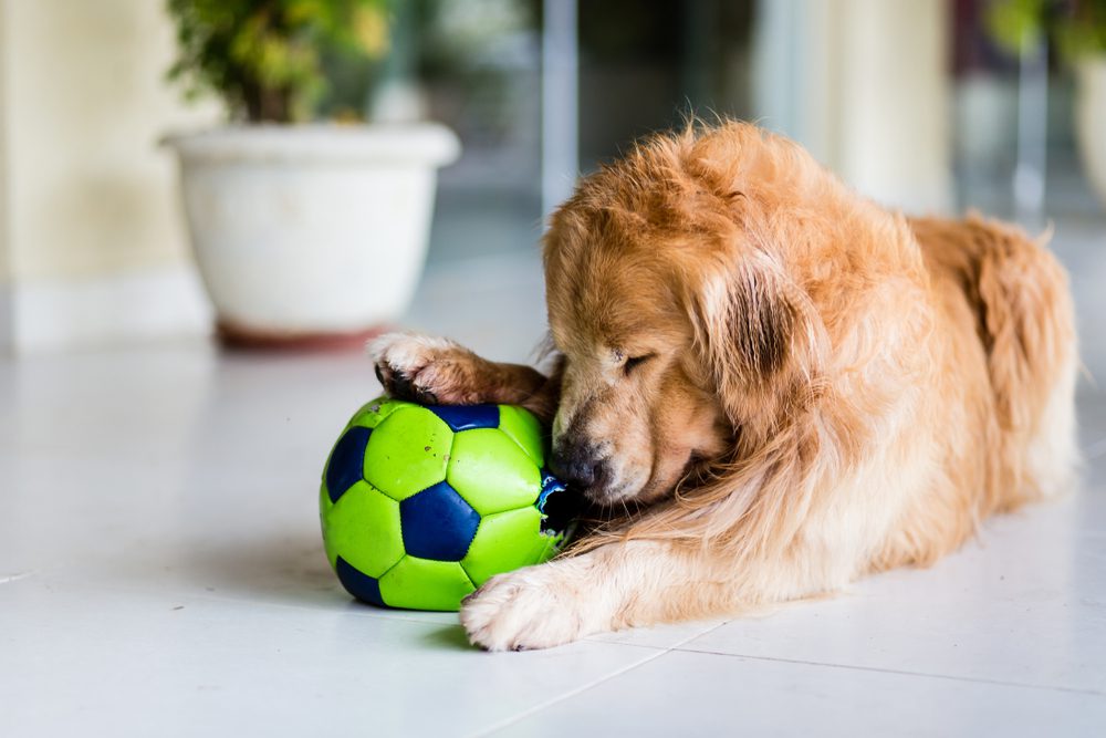 Total Vet Which Dogs are More Likely to Get this Illness