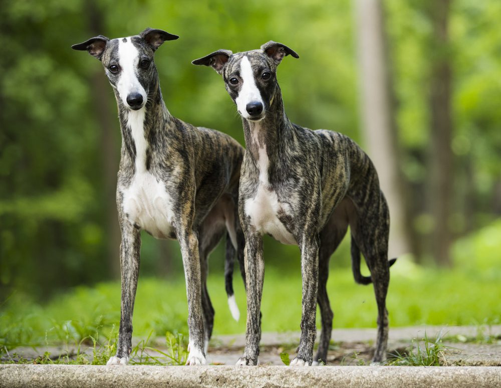 Total Vet Whippet