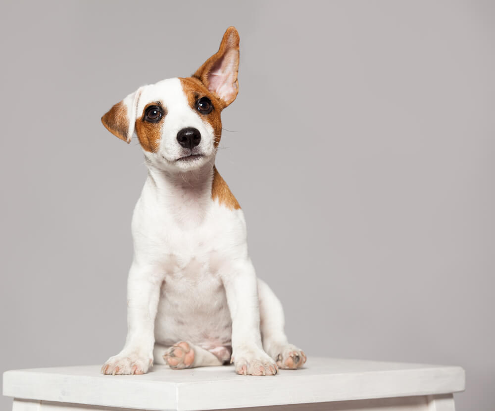 Total Vet water in dog ear