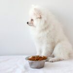 Dog Not Eating