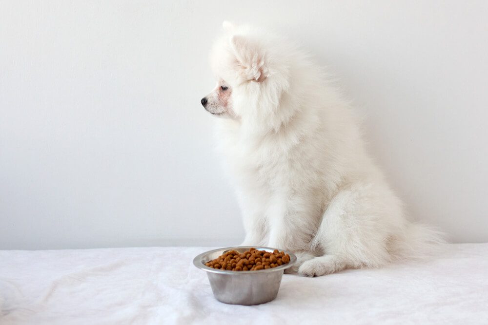 WhyisMyDogNotEatingTheTop6Reasons Total Vet Dog Not Eating