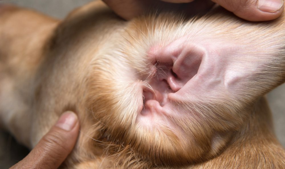 Total Vet Why is it Important to Clean a Dog's Ears