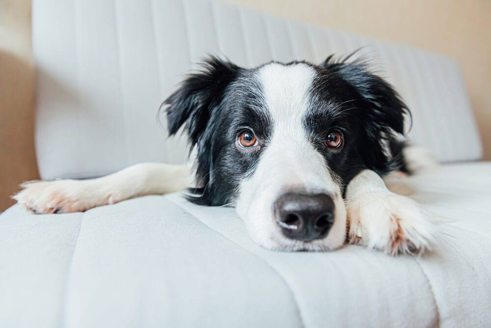 YourGuidetoGlucosamineforDogsBenefitsandDosage Total Vet Glucosamine for Dogs