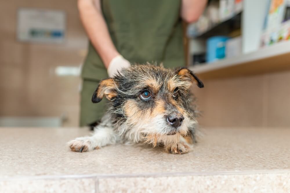 Total Vet Your New Dogs First Vet Visit