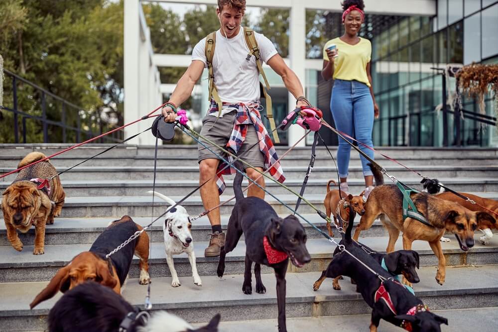 Total Vet benefits of being a dog walker
