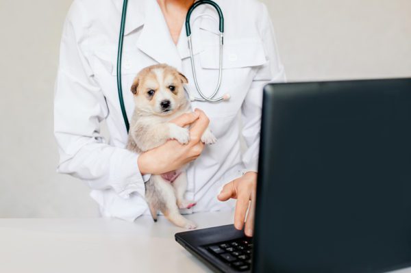 Total Vet telehealth pet visit