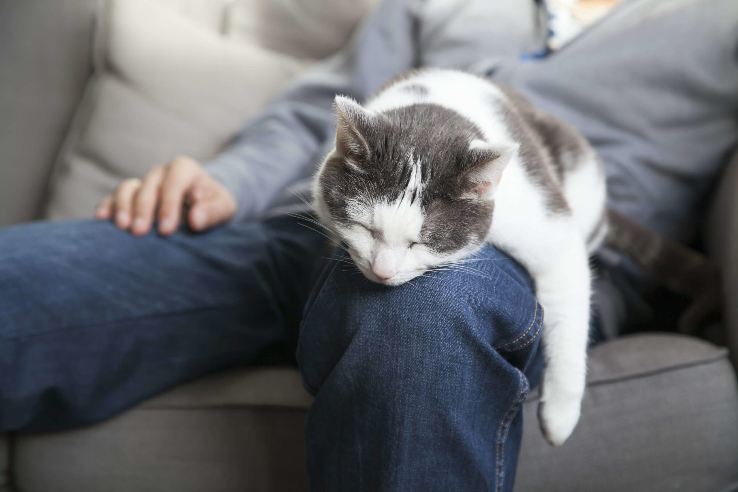 cat on lap