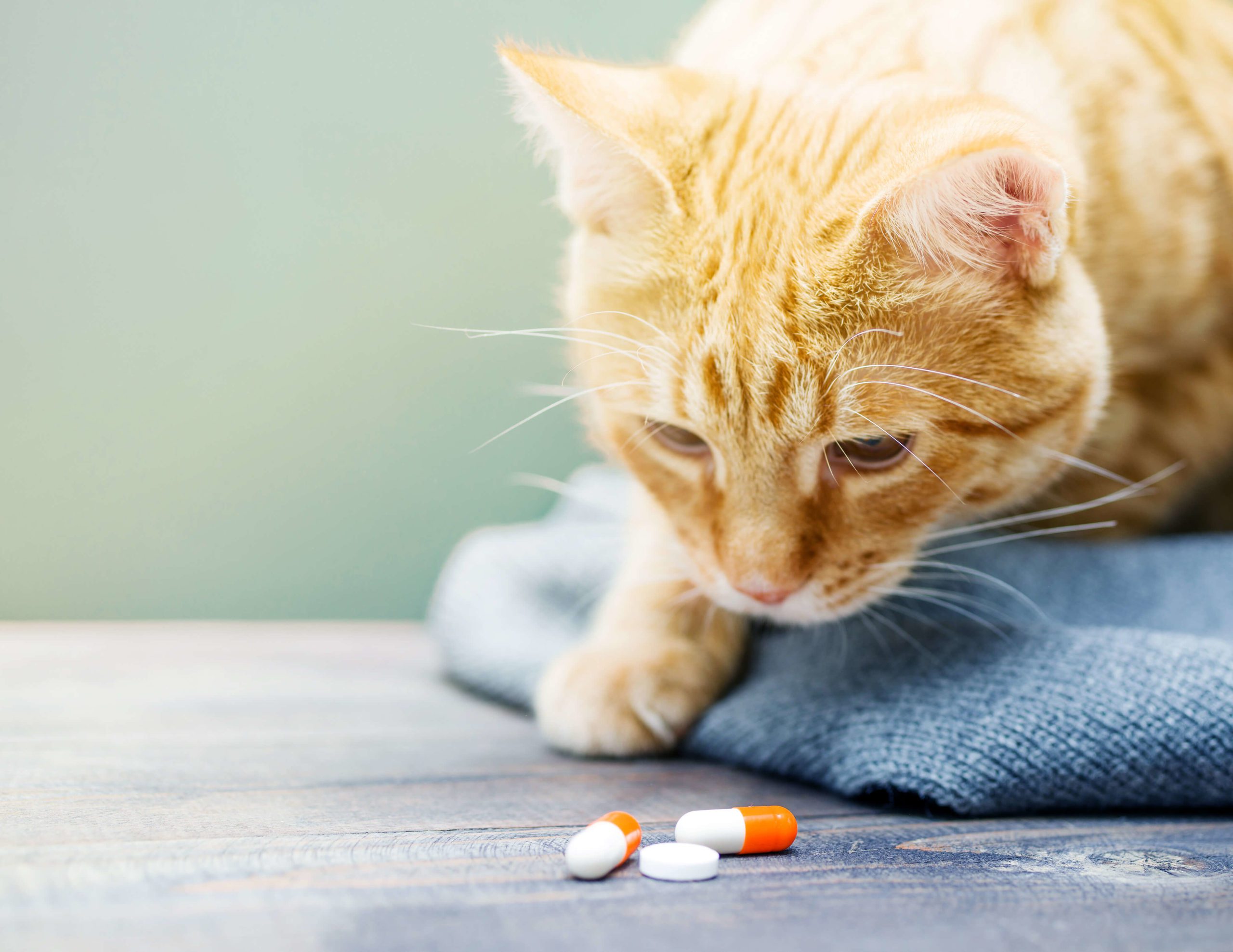 cat with pills