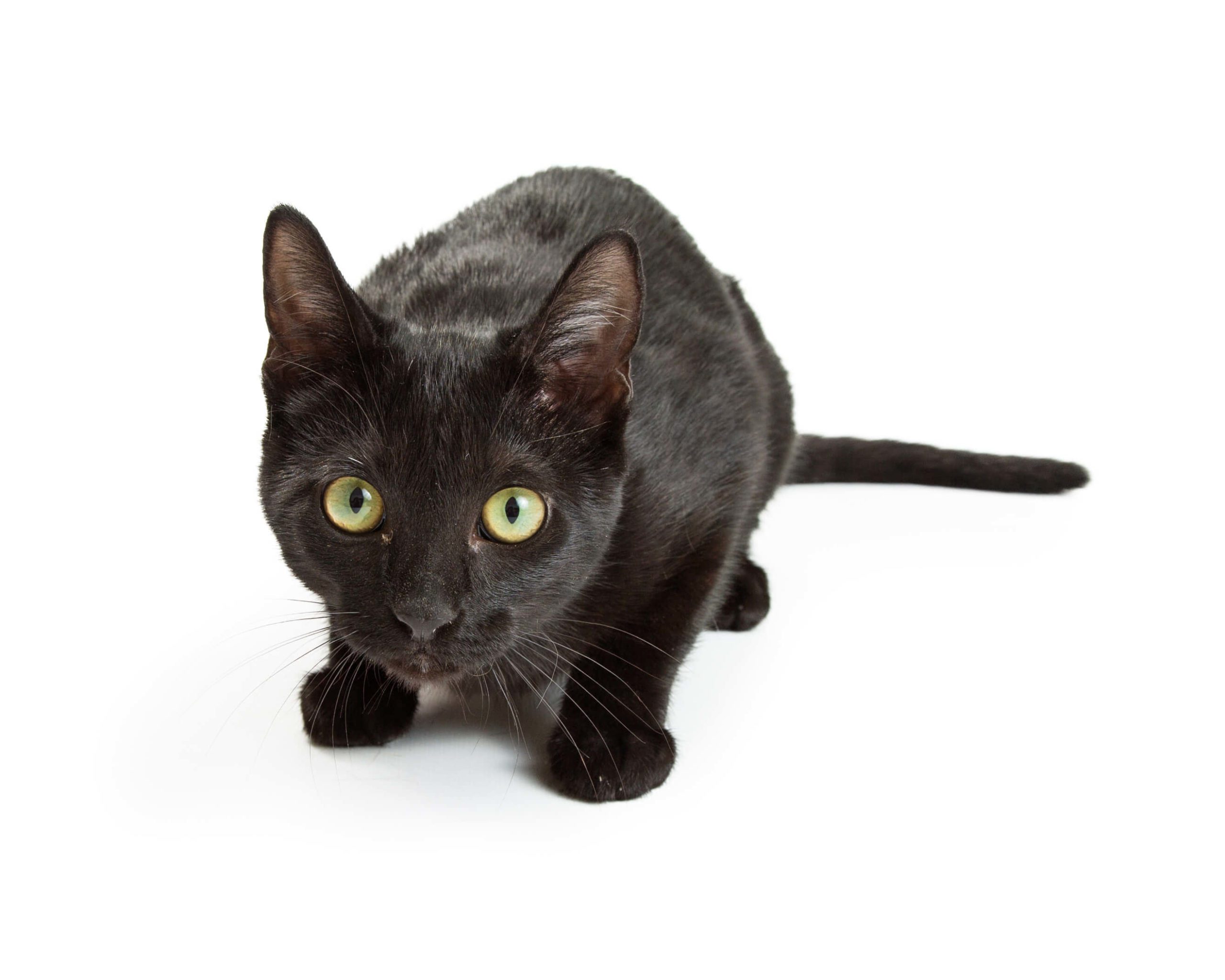 scared cat