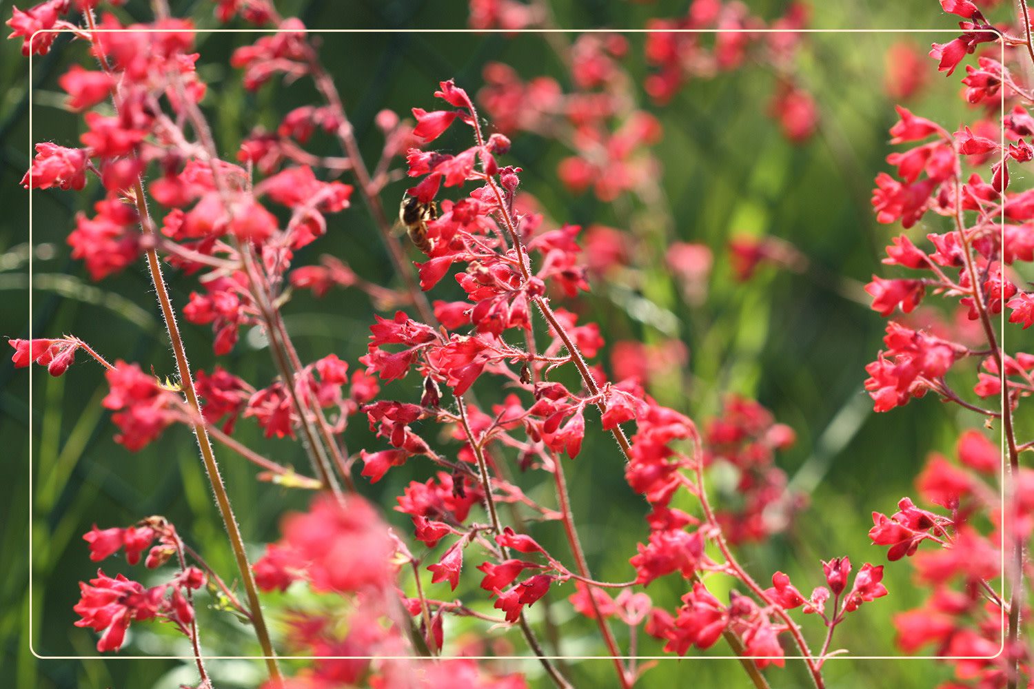 a closeup of Coral Bells (Heuchera), which are pet-safe plants, growing outdoors