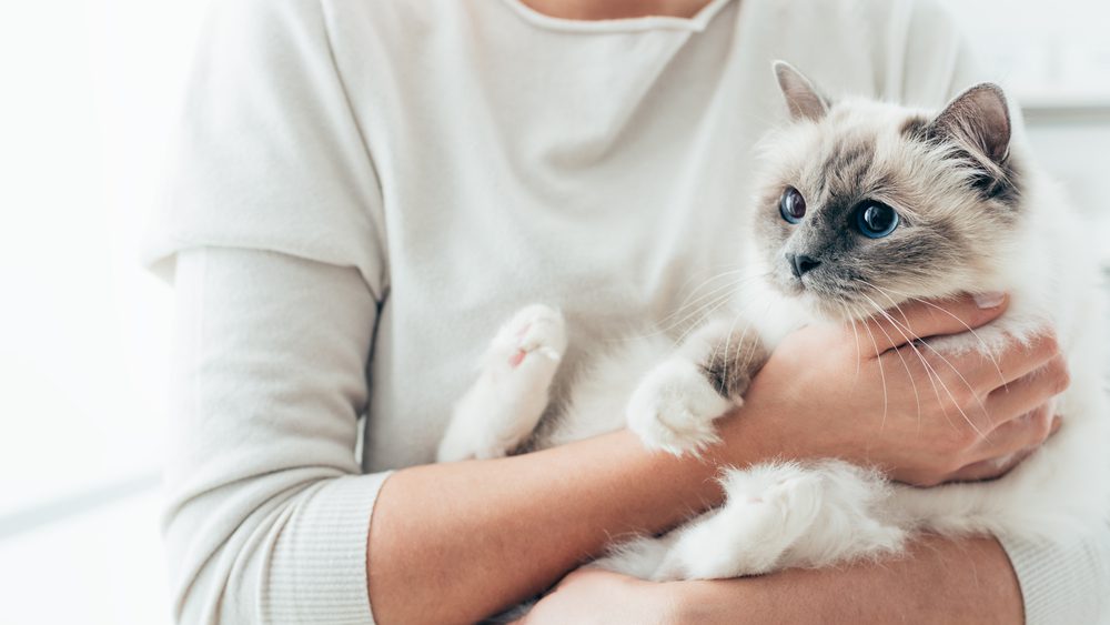cuddly happy cat