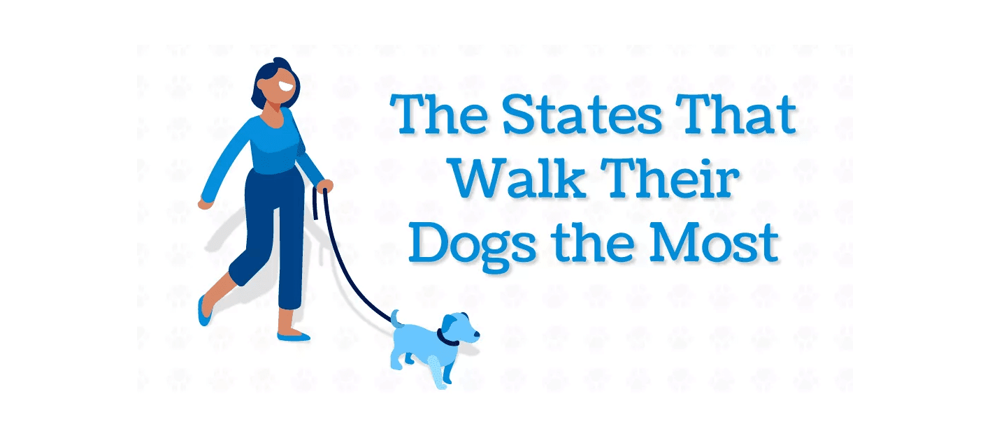 dogwalking Total Vet dog walking