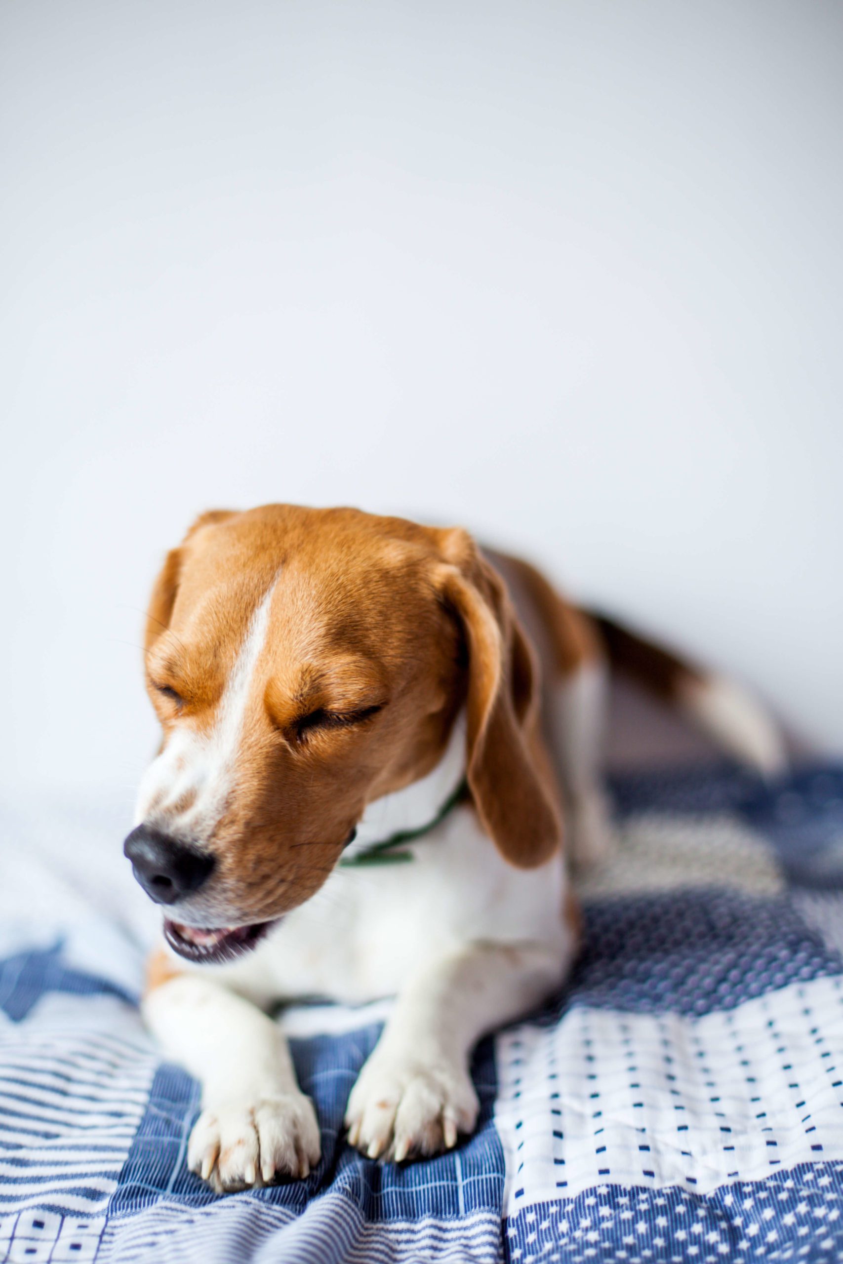 dog in pain
