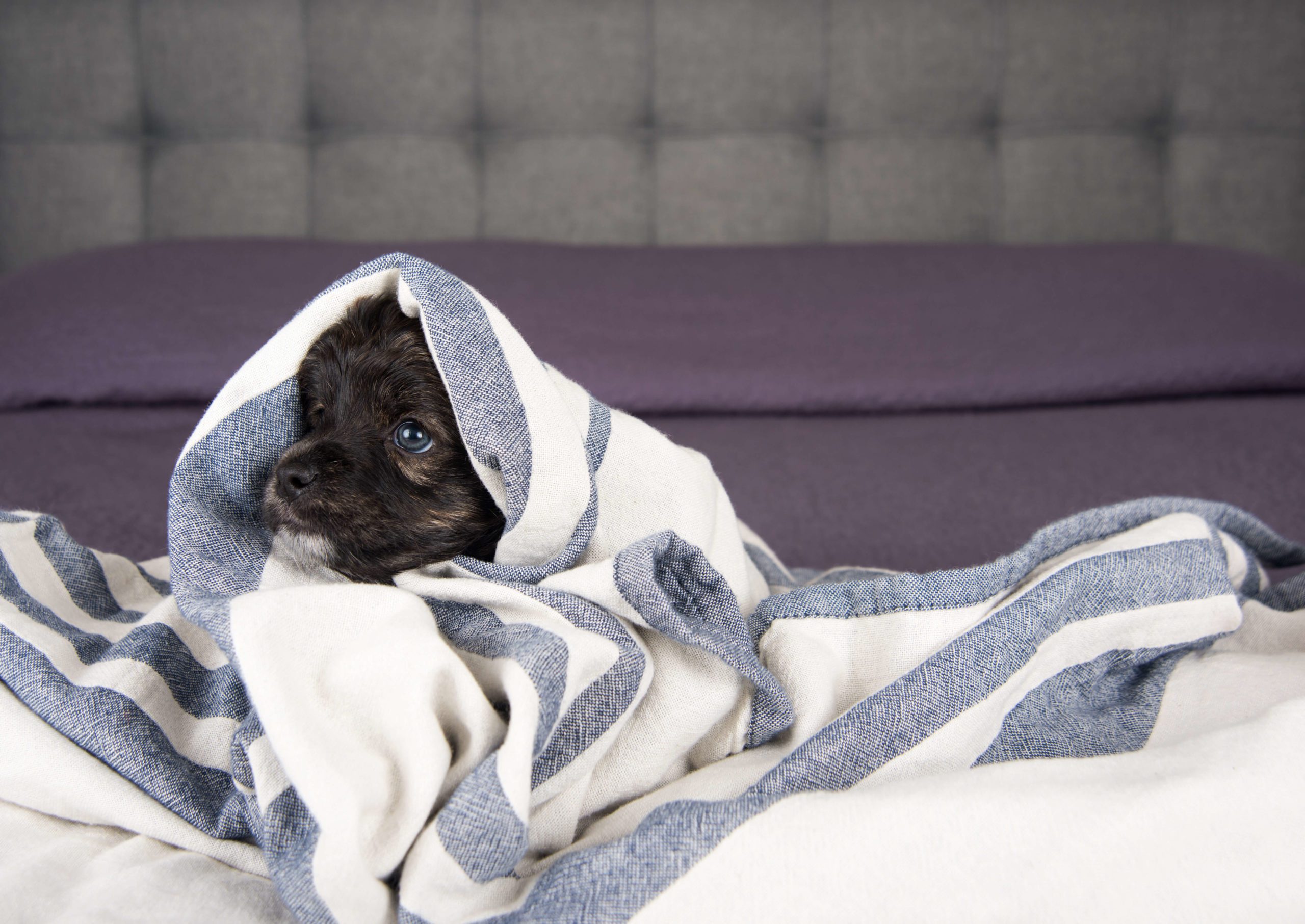dog wrapped in blanket