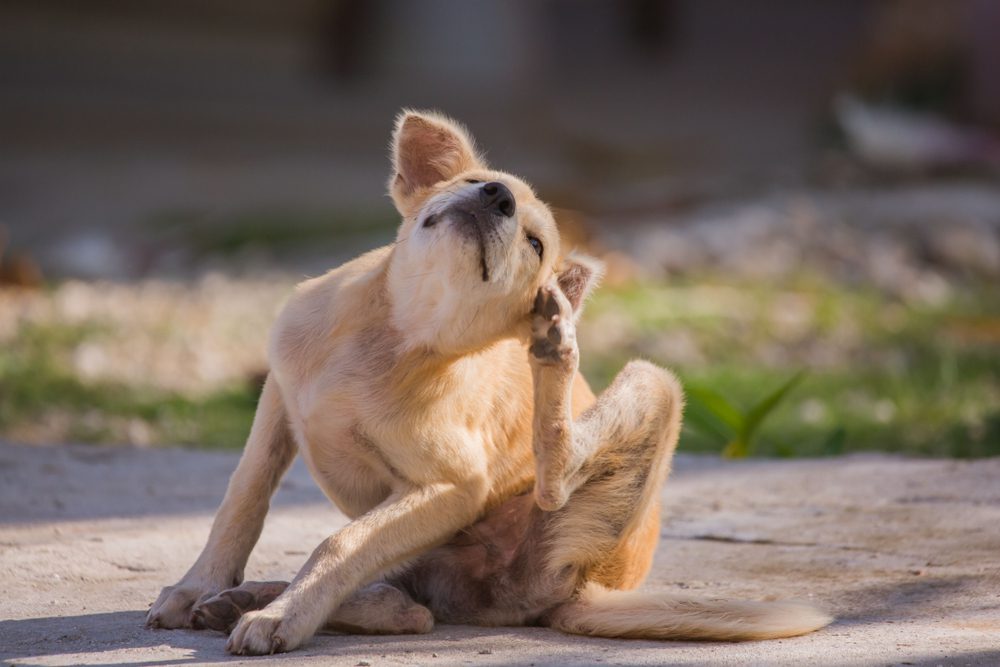 Total Vet what is atopic dermatitis