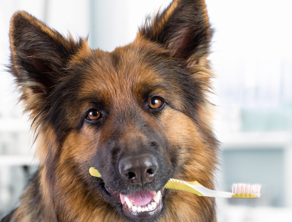 dog toothpaste