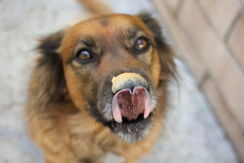 dog toothpaste with peanut butter