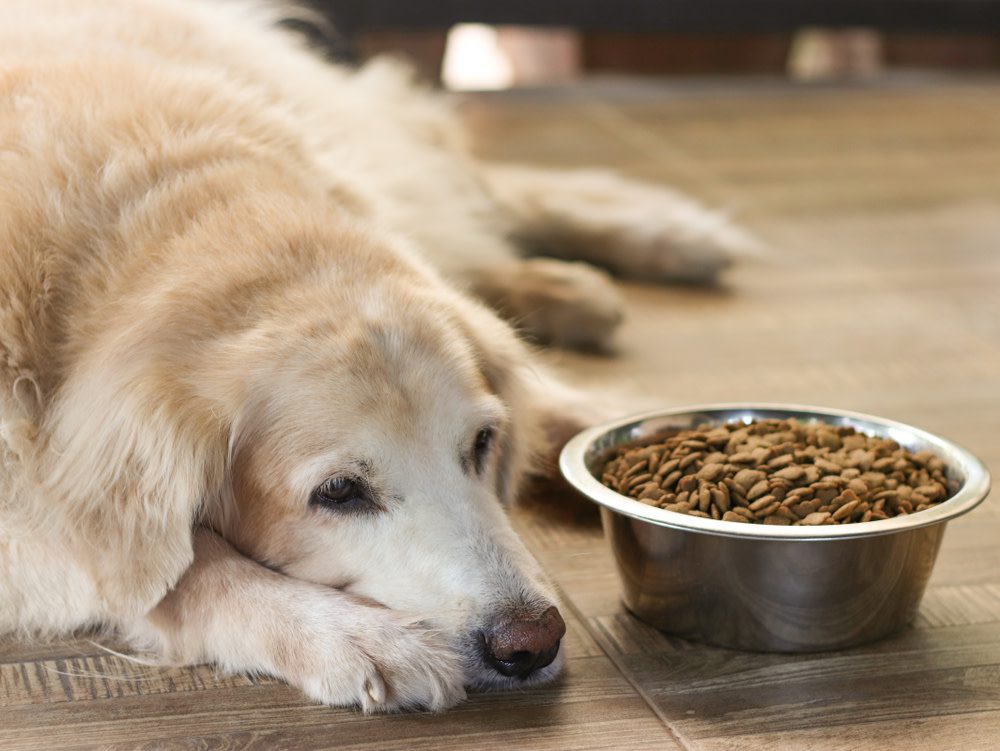 dog upset stomach