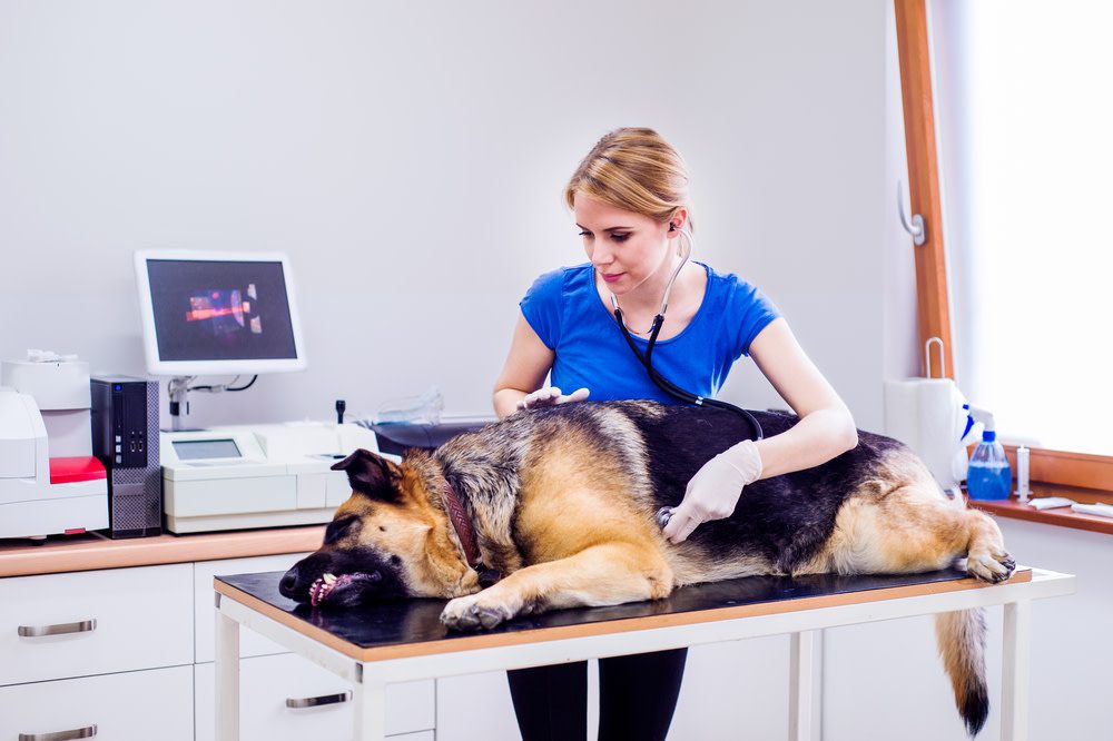 dog with upset stomach vet appointment