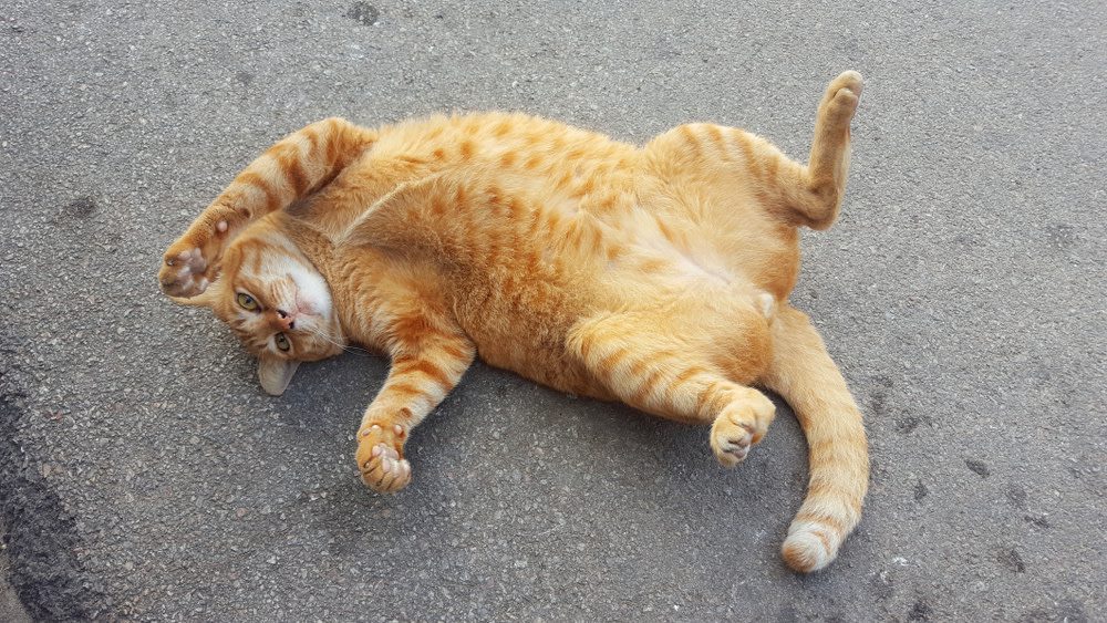 fat cat