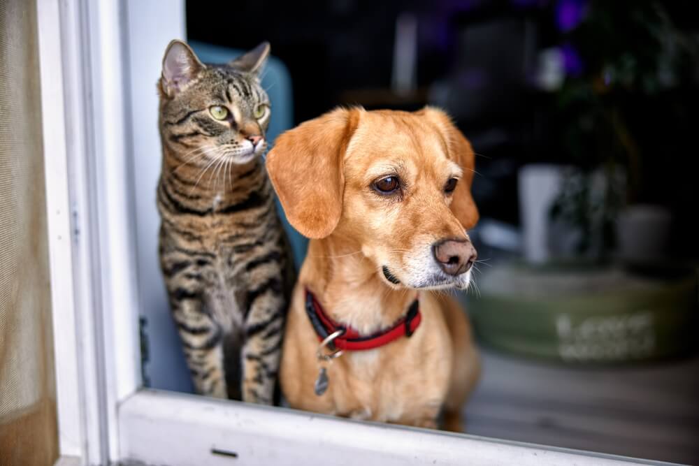 Total Vet getting your dog familiar with everyday experiences