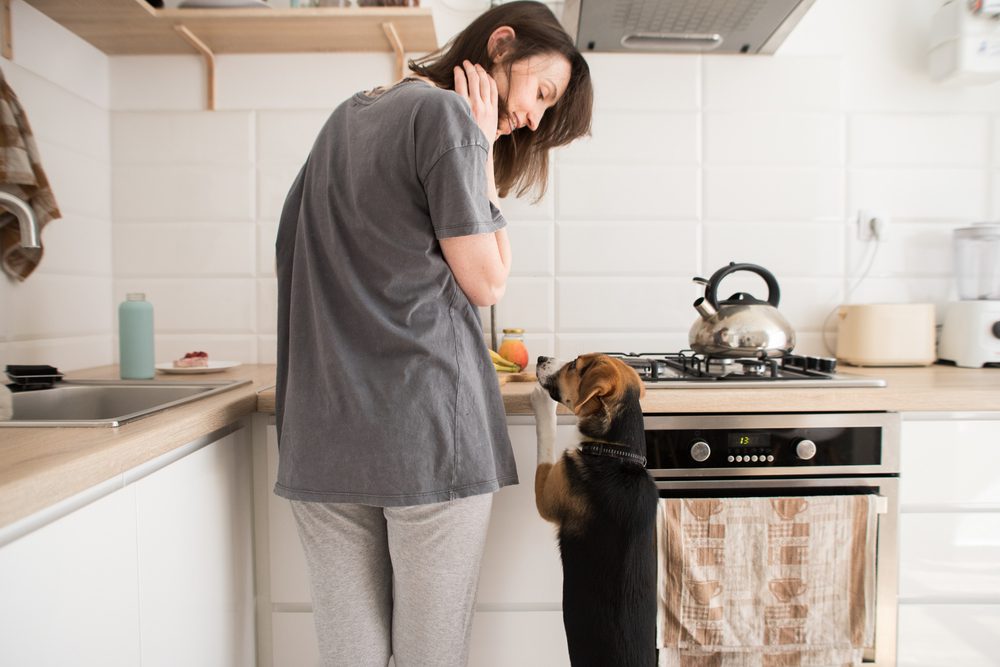 Total Vet giving your dog panacur for parasitism