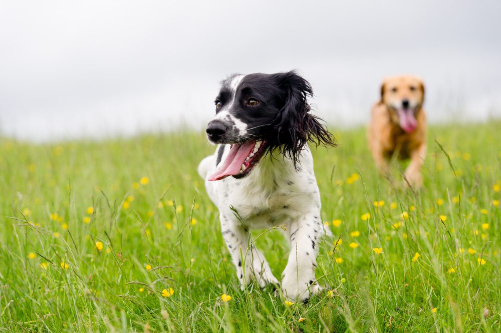 Total Vet Protects the Liver