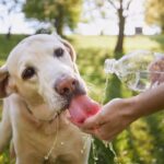 how hot is too hot for dogs