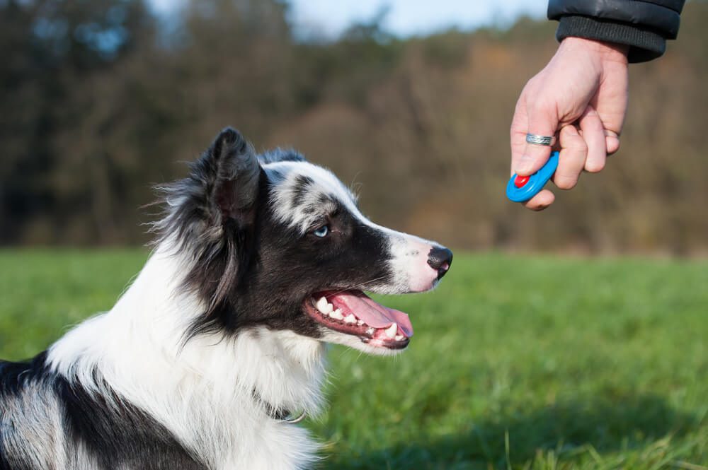 Total Vet how to become a certified dog trainer