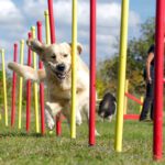 how to become a dog trainer