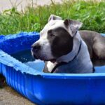 how to cool down a dog