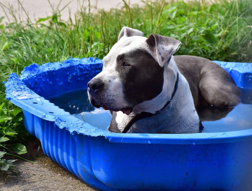 howtocooldownadog1 Total Vet how to cool down a dog