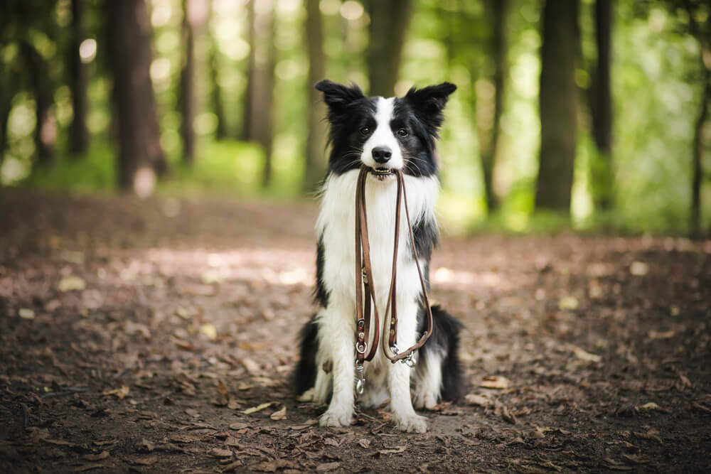 howtofindalostdog Total Vet how to find a lost dog