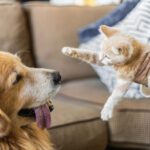 how to introduce a cat to a dog