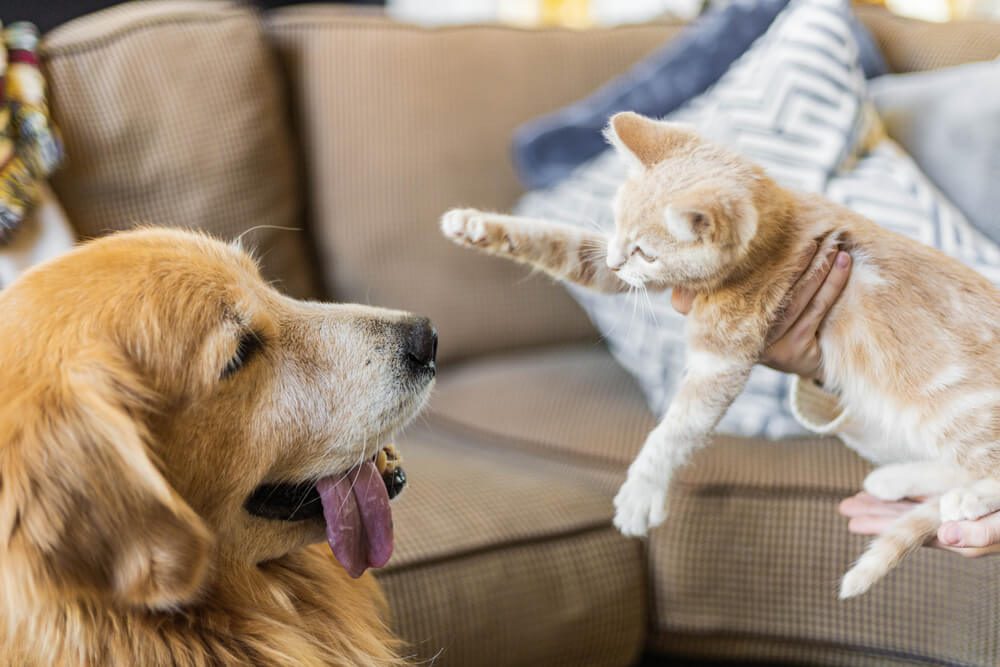 howtointroduceacattoadog Total Vet how to introduce a cat to a dog