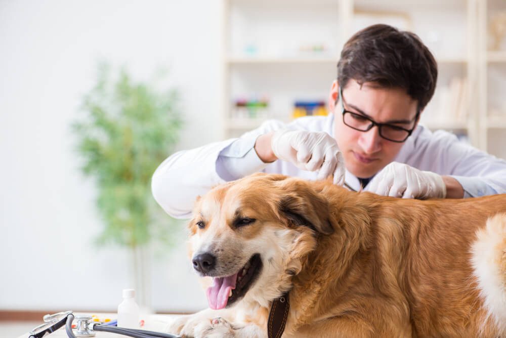 Total Vet how to prevent ticks