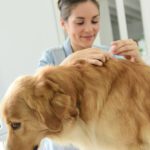 how to remove a tick from a dog