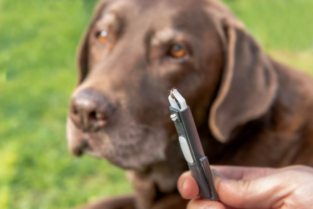 Total Vet how to remove tick from dog