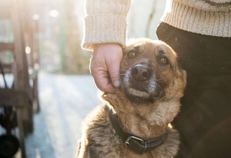 how to deal with the loss of a pet