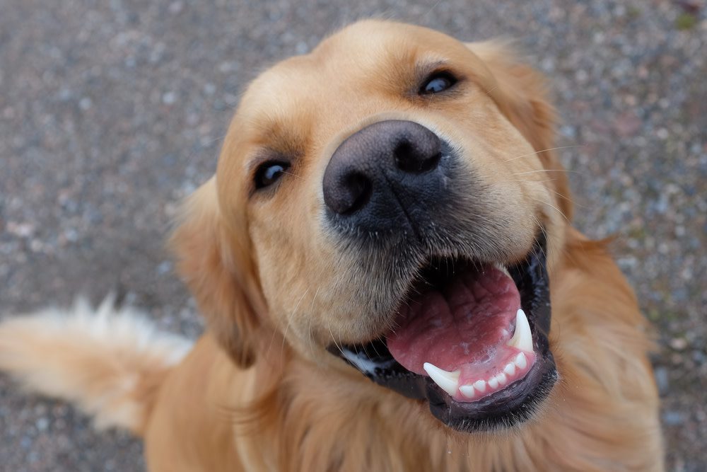 how to make homemade dog toothpaste