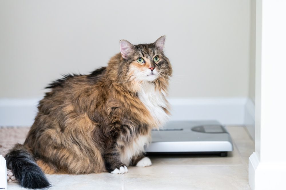 is my cat obese