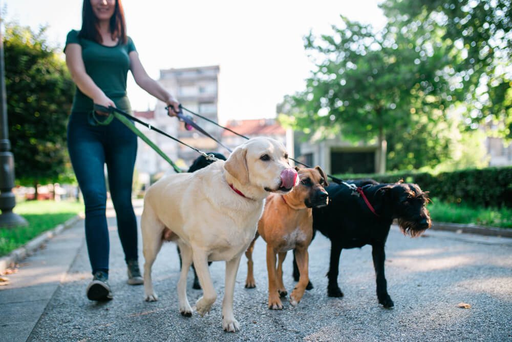 Total Vet join a dog walking service
