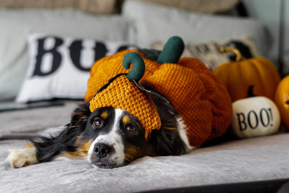 Total Vet keep anxious pets calm