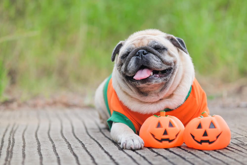 Total Vet keep halloween candy out of reach