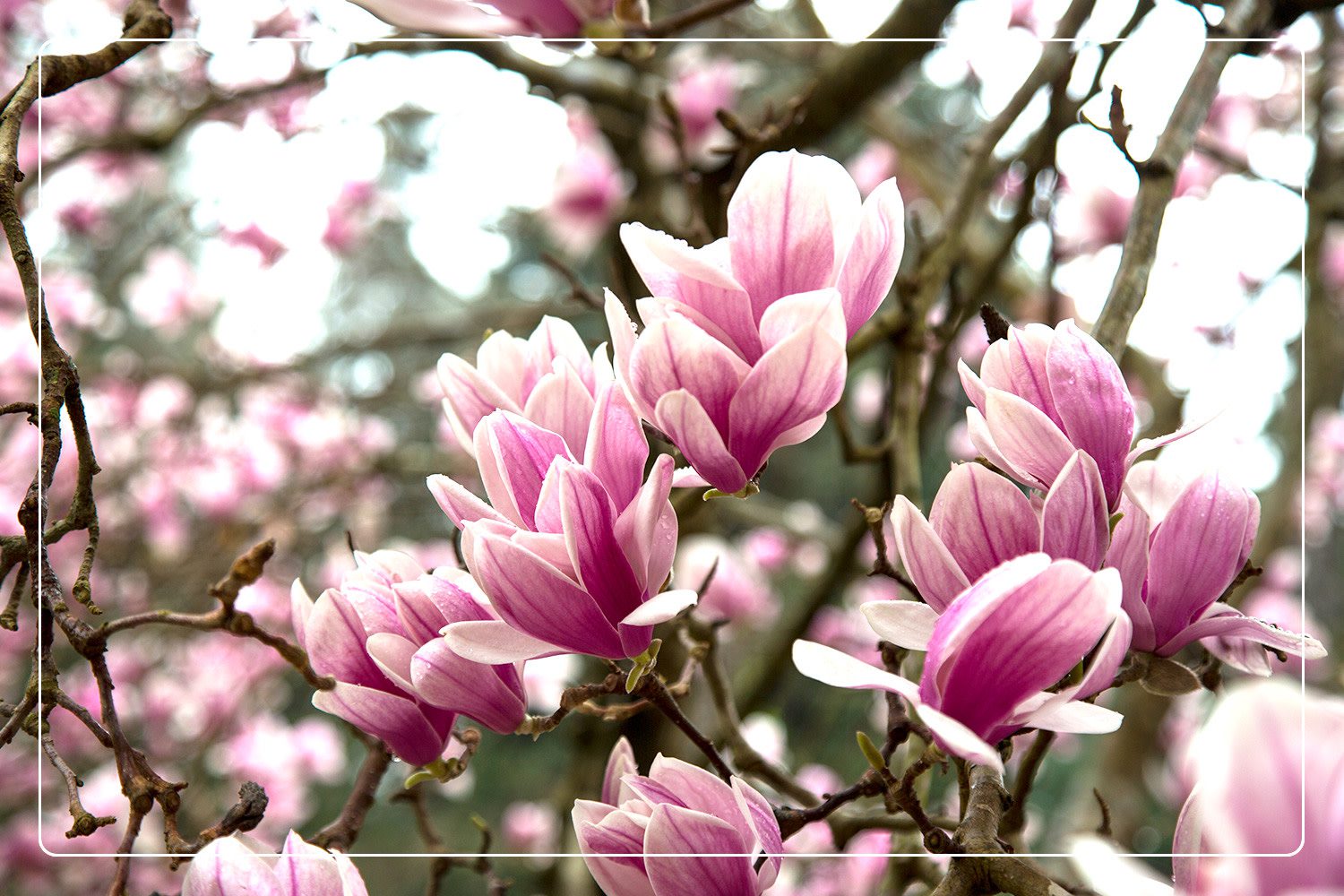 a closeup of pink Magnolia Bushes (Magnolia grandiflora), which are a nontoxic to pets, growing outdoors