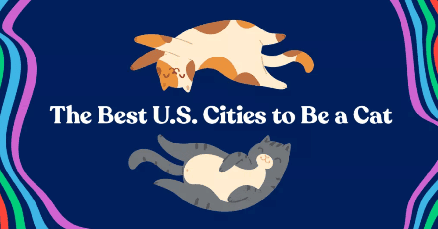 mostcatfriendlycities Total Vet most cat friendly cities